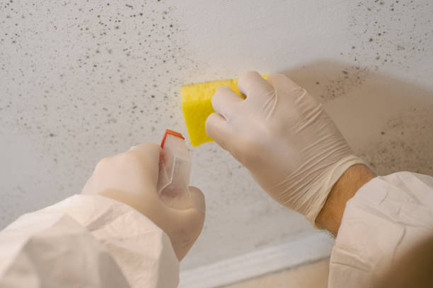 Best Biohazard Mold Removal  in St Augustine Shores, FL