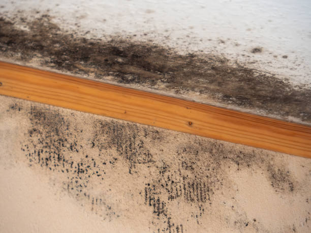 Best Forensic Mold Investigation  in St Augustine Shores, FL