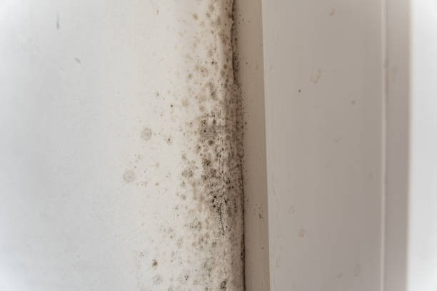 Best Emergency Mold Remediation  in St Augustine Shores, FL